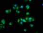 Immunofluorescence staining of HepG2 cells with CAC07287 at 1:100, counter-stained with DAPI. The cells were fixed in 4% formaldehyde, permeabilized using 0.2% Triton X-100 and blocked in 10% normal Goat Serum. The cells were then incubated with the antibody overnight at 4°C. The secondary antibody was Alexa Fluor 488-congugated AffiniPure Goat Anti-Rabbit IgG(H+L).