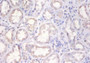 Immunohistochemistry of paraffin-embedded human kidney tissue using CAC07288 at dilution of 1:100