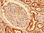 Immunohistochemistry of paraffin-embedded human kidney tissue using CAC07295 at dilution of 1:100