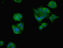 Immunofluorescent analysis of HepG2 cells using CAC07298 at dilution of 1:100 and Alexa Fluor 488-congugated AffiniPure Goat Anti-Rabbit IgG(H+L)