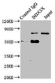 Immunoprecipitating DDX3X in Jurkat whole cell lysate; , Lane 1: Rabbit control IgG (1µg) instead in Jurkat whole cell lysate. For western blotting, a HRP-conjugated Protein G antibody was used as the secondary antibody (1/2000); , Lane 2: CAC07298 (8µg) + Jurkat whole cell lysate (500µg); , Lane 3: Jurkat whole cell lysate (10µg)
