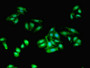 Immunofluorescent analysis of HepG2 cells using CAC07299 at dilution of 1:100 and Alexa Fluor 488-congugated AffiniPure Goat Anti-Rabbit IgG(H+L)