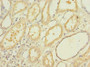 Immunohistochemistry of paraffin-embedded human kidney tissue using CAC07305 at dilution of 1:100