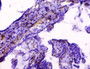Immunohistochemistry of paraffin-embedded human placenta tissue using CAC07310 at dilution of 1:50