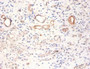 Immunohistochemistry of paraffin-embedded human kidney tissue using CAC07314 at dilution of 1:100