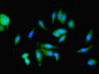Immunofluorescent analysis of Hela cells using CAC07314 at dilution of 1:100 and Alexa Fluor 488-congugated AffiniPure Goat Anti-Rabbit IgG(H+L)