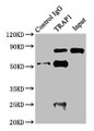 Immunoprecipitating TRAP1 in Jurkat whole cell lysate; , Lane 1: Rabbit control IgG instead in Jurkat whole cell lysate. For western blotting, a HRP-conjugated Protein G antibody was used as the secondary antibody (1/2000); , Lane 2: CAC07315 (8µg) + Jurkat whole cell lysate (500µg); , Lane 3: Jurkat whole cell lysate (10µg)