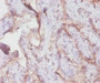 Immunohistochemistry of paraffin-embedded human placenta tissue using CAC07319 at dilution of 1:100