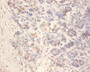 Immunohistochemistry of paraffin-embedded human pancreatic tissue using CAC07325 at dilution of 1:100