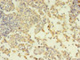 Immunohistochemistry of paraffin-embedded human thymus tissue using CAC07337 at dilution of 1:100