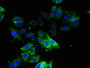 Immunofluorescent analysis of HepG2 cells using CAC07342 at dilution of 1:100 and Alexa Fluor 488-congugated AffiniPure Goat Anti-Rabbit IgG(H+L)