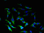 Immunofluorescent analysis of Hela cells using CAC07344 at dilution of 1:100 and Alexa Fluor 488-congugated AffiniPure Goat Anti-Rabbit IgG(H+L)