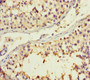 Immunohistochemistry of paraffin-embedded human testis tissue using CAC07348 at dilution of 1:100