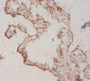 Immunohistochemistry of paraffin-embedded human placenta tissue using CAC07350 at dilution of 1:20