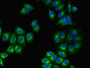 Immunofluorescent analysis of A549 cells using CAC07353 at dilution of 1:100 and Alexa Fluor 488-congugated AffiniPure Goat Anti-Rabbit IgG(H+L)