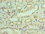 Immunohistochemistry of paraffin-embedded human kidney tissue using CAC07359 at dilution of 1:100