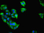 Immunofluorescent analysis of HepG2 cells using CAC07359 at dilution of 1:100 and Alexa Fluor 488-congugated AffiniPure Goat Anti-Rabbit IgG(H+L)