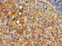 Immunohistochemistry of paraffin-embedded human liver tissue using CAC07360 at dilution of 1:100