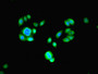 Immunofluorescent analysis of PC-3 cells using CAC07364 at dilution of 1:100 and Alexa Fluor 488-congugated AffiniPure Goat Anti-Rabbit IgG(H+L)