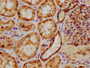 IHC image diluted at 1:500 and staining in paraffin-embedded human kidney tissue performed on a Leica BondTM system. After dewaxing and hydration, antigen retrieval was mediated by high pressure in a citrate buffer (pH 6.0). Section was blocked with 10% normal goat serum 30min at RT. Then primary antibody (1% BSA) was incubated at 4°C overnight. The primary is detected by a biotinylated secondary antibody and visualized using an HRP conjugated SP system.