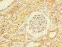 Immunohistochemistry of paraffin-embedded human kidney tissue using CAC07377 at dilution of 1:100