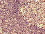 Immunohistochemistry analysis of human tonsil tissue using CAC07378 at dilution of 1:100