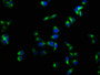 Immunofluorescence staining of Hela cells with CAC07382 at 1:133, counter-stained with DAPI. The cells were fixed in 4% formaldehyde, permeabilized using 0.2% Triton X-100 and blocked in 10% normal Goat Serum. The cells were then incubated with the antibody overnight at 4°C. The secondary antibody was Alexa Fluor 488-congugated AffiniPure Goat Anti-Rabbit IgG(H+L).