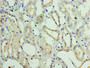 Immunohistochemistry of paraffin-embedded human kidney tissue using CAC07395 at dilution of 1:100