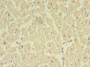 Immunohistochemistry of paraffin-embedded human heart tissue using CAC07397 at dilution of 1:100