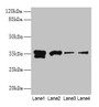 Western blot; All lanes: APEX1 antibody at 2µg/ml; Lane 1: Hela whole cell lysate; Lane 2: Mouse brain tissue; Lane 3: MCF-7 whole cell lysate; Lane 4: A431 whole cell lysate; Secondary; Goat polyclonal to rabbit IgG at 1/15000 dilution; Predicted band size: 36 kDa; Observed band size: 36 kDa