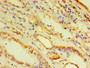 Immunohistochemistry of paraffin-embedded human kidney tissue using CAC07410 at dilution of 1:100