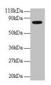 Western blot; All lanes: Human Transferrin antibody at 2µg/ml + EC109 whole cell lysate; Secondary; Goat polyclonal to rabbit IgG at 1/15000 dilution; Predicted band size: 78 kDa; Observed band size: 78 kDa