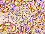 Immunohistochemistry of paraffin-embedded human kidney tissue using CAC07416 at dilution of 1:100