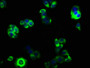 Immunofluorescence staining of PC-3 cells with CAC07423 at 1:33, counter-stained with DAPI. The cells were fixed in 4% formaldehyde, permeabilized using 0.2% Triton X-100 and blocked in 10% normal Goat Serum. The cells were then incubated with the antibody overnight at 4°C. The secondary antibody was Alexa Fluor 488-congugated AffiniPure Goat Anti-Rabbit IgG(H+L).