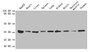 Western blot; All lanes: ANXA5 antibody at 2µg/ml; Lane 1: HepG2 whole cell lysate; Lane 2: Mouse heart tissue; Lane 3: Mouse liver tissue; Lane 4: Mouse spleen tissue; Lane 5: Mouse lung tissue; Lane 6: Mouse kidney tissue; Lane 7: Mouse brain tissue; Lane 8: Mouse skeletal muscle tissue; Lane 9: Mouse thymus tissue; Secondary; Goat polyclonal to rabbit IgG at 1/10000 dilution; Predicted band size: 36 kDa; Observed band size: 36 kDa
