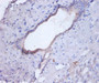 Immunohistochemistry of paraffin-embedded human liver tissue using CAC07449 at dilution of 1:100