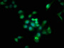 Immunofluorescence staining of Hela cells with CAC07483 at 1:166, counter-stained with DAPI. The cells were fixed in 4% formaldehyde, permeabilized using 0.2% Triton X-100 and blocked in 10% normal Goat Serum. The cells were then incubated with the antibody overnight at 4°C. The secondary antibody was Alexa Fluor 488-congugated AffiniPure Goat Anti-Rabbit IgG(H+L).
