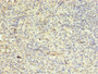 Immunohistochemistry of paraffin-embedded human spleen tissue using CAC07483 at dilution of 1:100