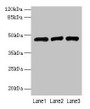Western blot; All lanes: B3GNT2 antibody at 4µg/ml; Lane 1: 293T whole cell lysate; Lane 2: Jurkat whole cell lysate; Lane 3: HL60 whole cell lysate; Secondary; Goat polyclonal to rabbit IgG at 1/10000 dilution; Predicted band size: 47, 46 kDa; Observed band size: 47 kDa
