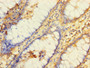 Immunohistochemistry of paraffin-embedded human colon tissue using CAC07488 at dilution of 1:100