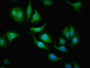 Immunofluorescent analysis of A549 cells using CAC07489 at dilution of 1:100 and Alexa Fluor 488-congugated AffiniPure Goat Anti-Rabbit IgG(H+L)