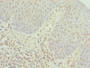 Immunohistochemistry of paraffin-embedded human tonsil tissue using CAC07494 at dilution of 1:100