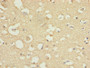 Immunohistochemistry of paraffin-embedded human brain tissue using CAC07495 at dilution of 1:100