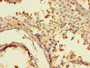 Immunohistochemistry of paraffin-embedded human testis tissue using CAC07498 at dilution of 1:100