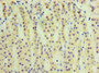Immunohistochemistry of paraffin-embedded human adrenal gland tissue using CAC07499 at dilution of 1:100