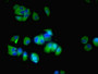 Immunofluorescent analysis of MCF-7 cells using CAC07499 at dilution of 1:100 and Alexa Fluor 488-congugated AffiniPure Goat Anti-Rabbit IgG(H+L)