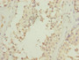 Immunohistochemistry of paraffin-embedded human testis tissue using CAC07502 at dilution of 1:100