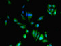 Immunofluorescent analysis of Hela cells using CAC07508 at dilution of 1:100 and Alexa Fluor 488-congugated AffiniPure Goat Anti-Rabbit IgG(H+L)