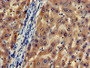 Immunohistochemistry of paraffin-embedded human liver tissue using CAC07508 at dilution of 1:100