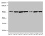 Western blot; All lanes: FH antibody at 12µg/ml; Lane 1: Mouse heart tissue; Lane 2: Mouse liver tissue; Lane 3: Mouse kidney tissue; Lane 4: Mouse brain tissue; Lane 5: Human placenta tissue; Lane 6: Hela whole cell lysate; Lane 7: HepG2 whole cell lysate; Secondary; Goat polyclonal to rabbit IgG at 1/10000 dilution; Predicted band size: 55, 51 kDa; Observed band size: 51 kDa